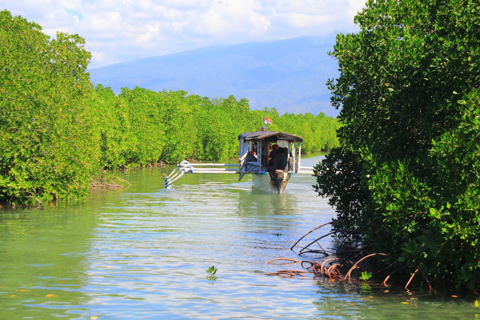 hutan-bakau-gili-petagan.JPG