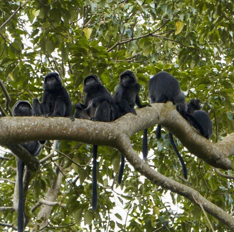 black-monkey-forest-tetebatu-lombok.jpeg