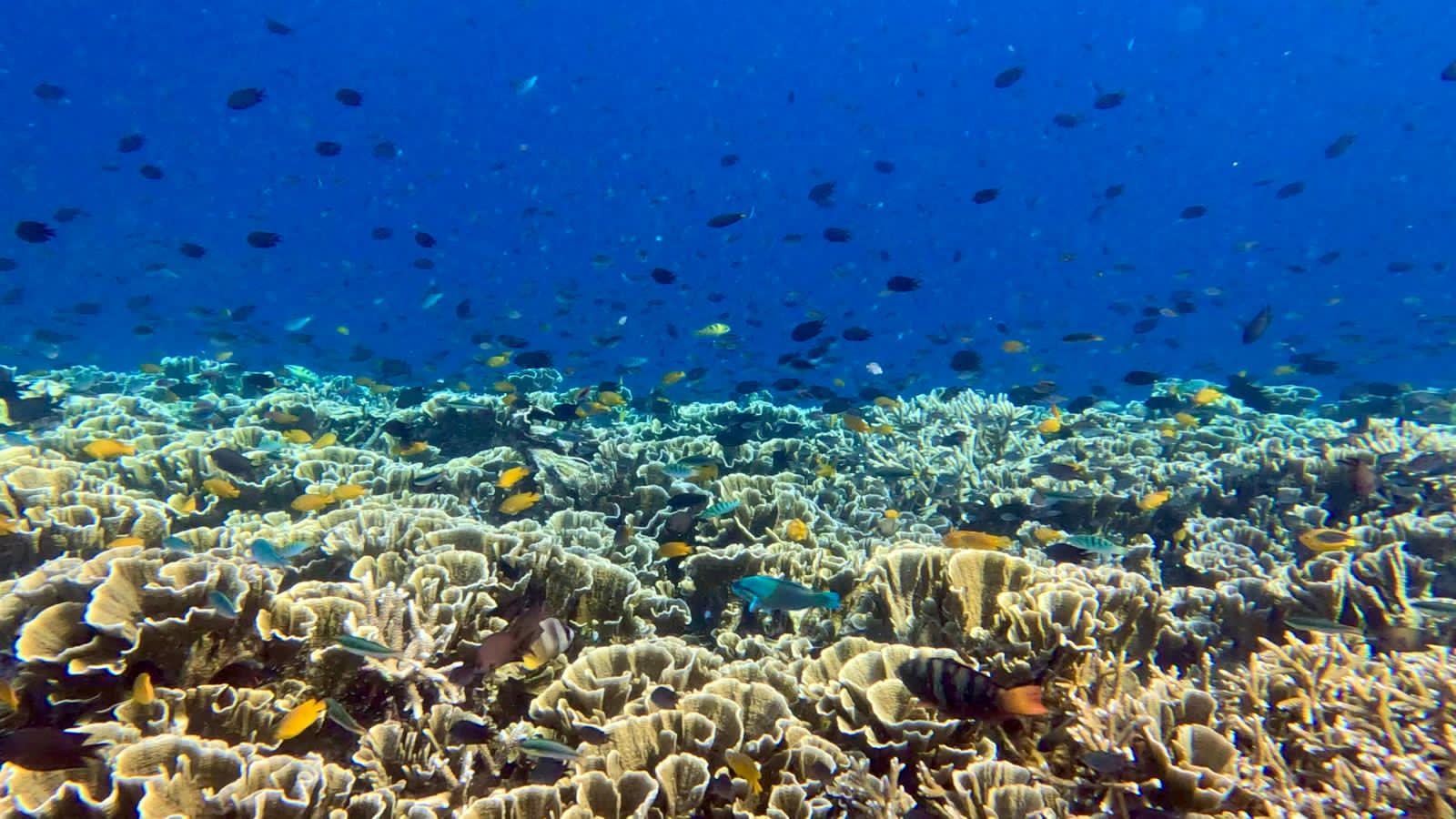 underwater.jpg