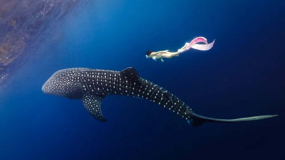 Whale Shark Experience at Teluk Saleh - Tetebatu Itinerary